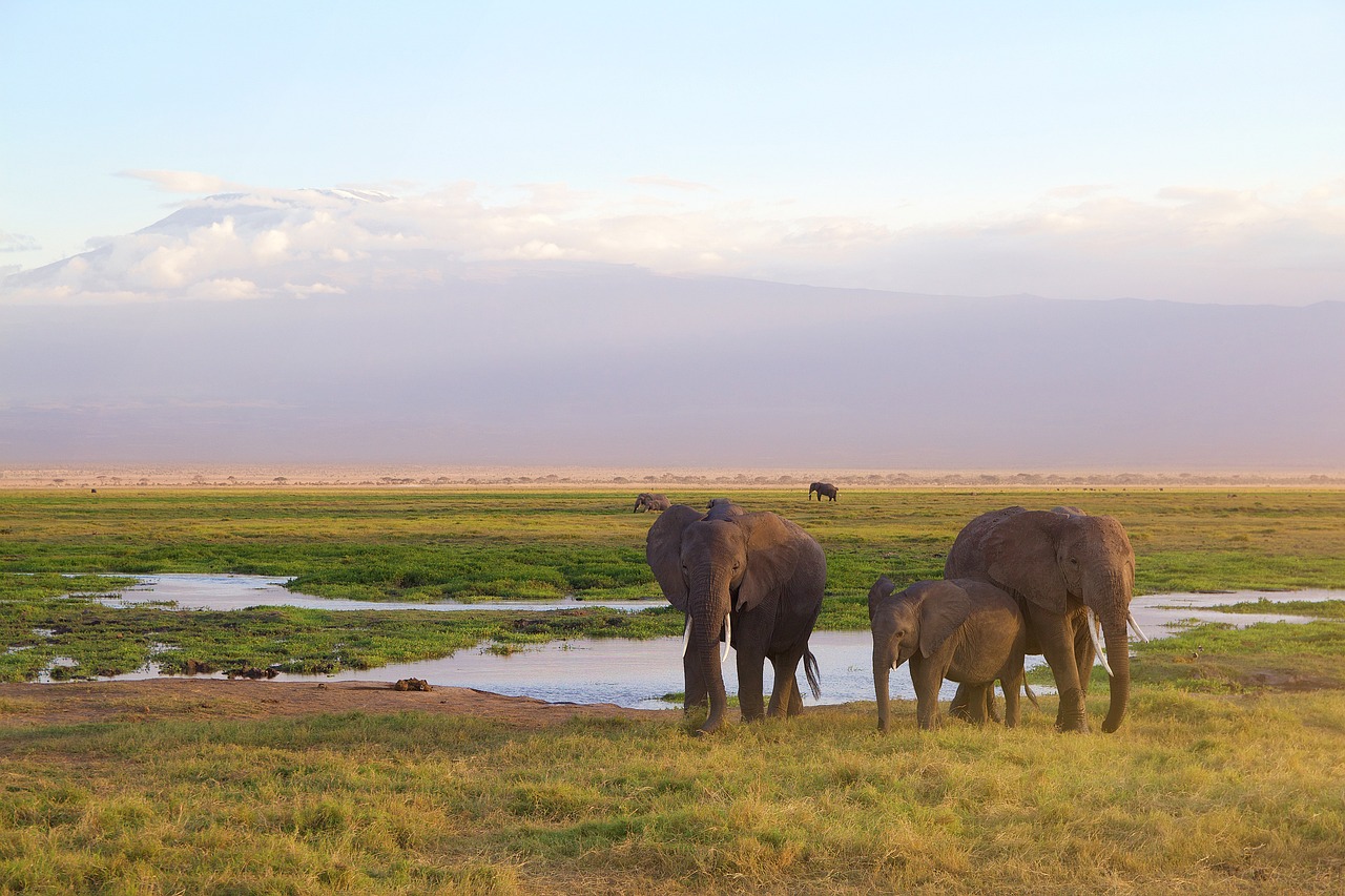 3 Tage in Amboseli Nationalpark